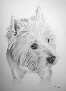 Eine Tierzeichnung - Hundezeichnung mit Bleistift Hundeportrait