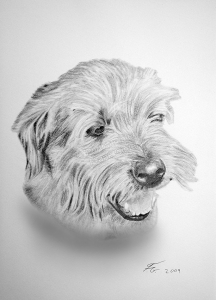 Bleistiftzeichnung vom Hund, Tierzeichnungen, Bleistiftzeichnungen, Tierportraits, Hundeportraits