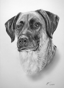 Kohlezeichnung vom Hund, Tierzeichnungen, Kohlezeichnungen, Tierportraits mit Kohlestift