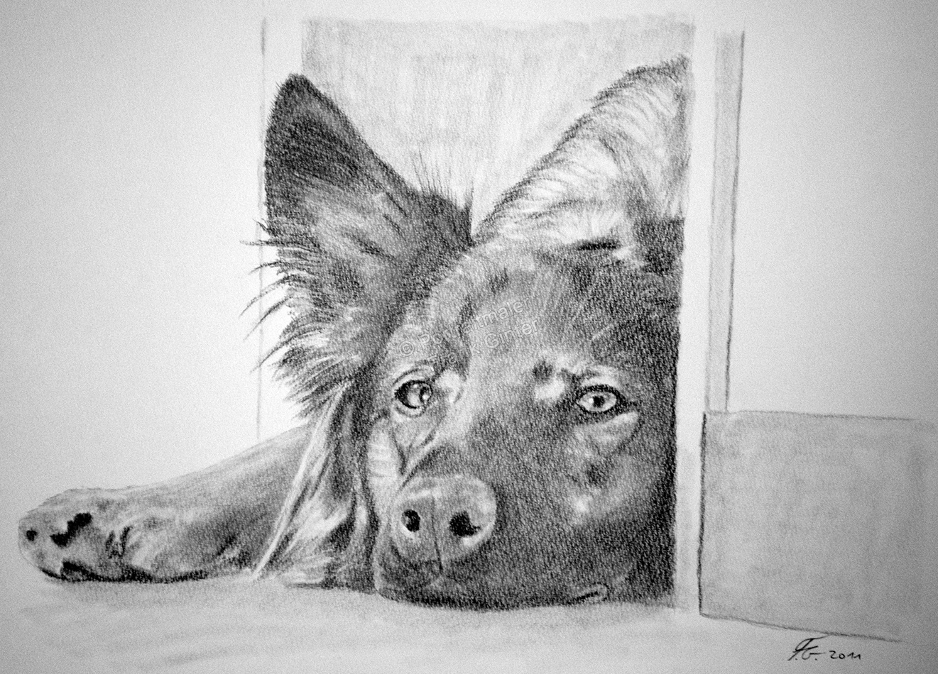 Eine Tierzeichnung - Hundezeichnung mit Bleistift Hundeportrait