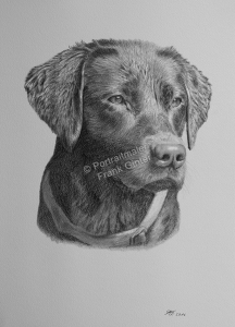 Bleistiftzeichnung vom Hund, Tierzeichnungen, Bleistiftzeichnungen, Tierportraits mit Bleistift