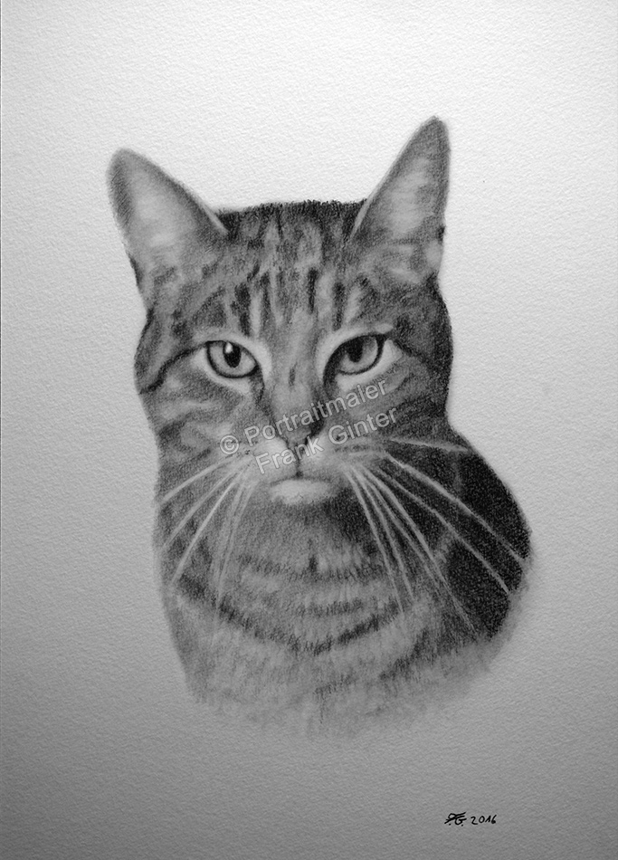 Kohlezeichnung mit Katzen, Tierzeichnungen, Kohlezeichnungen, Tierportraits mit Bleistift und Kohle