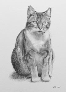 Bleistiftzeichnung Katzenportrait, Tierzeichnungen, Bleistiftzeichnung, Tierportraits mit Bleistift und Kohle