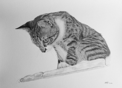 Bleistiftzeichnung, Tierportraits Katzen, Bleistiftzeichnungen, Tierzeichnungen, Katze in Kohle und Bleistift