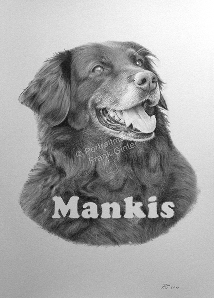 Bleistiftzeichnung Hundeportrait, Pferdezeichnungen, Bleistiftzeichnung, Tierportraits mit Bleistift und Kohle
